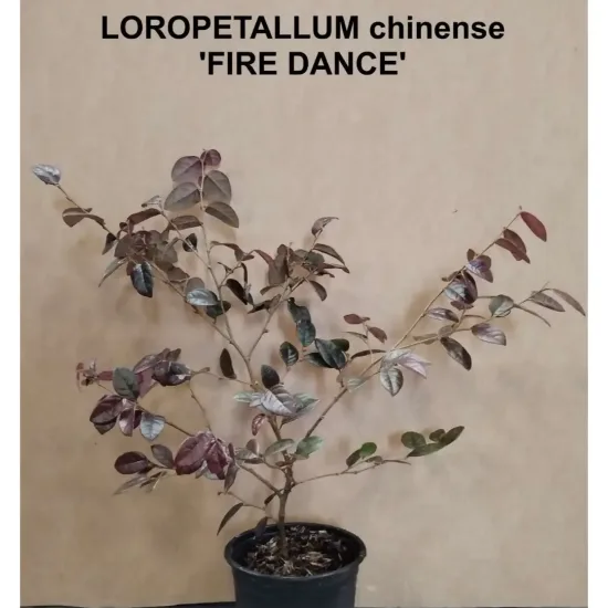 Loropétale de Chine  'Fire Dance'