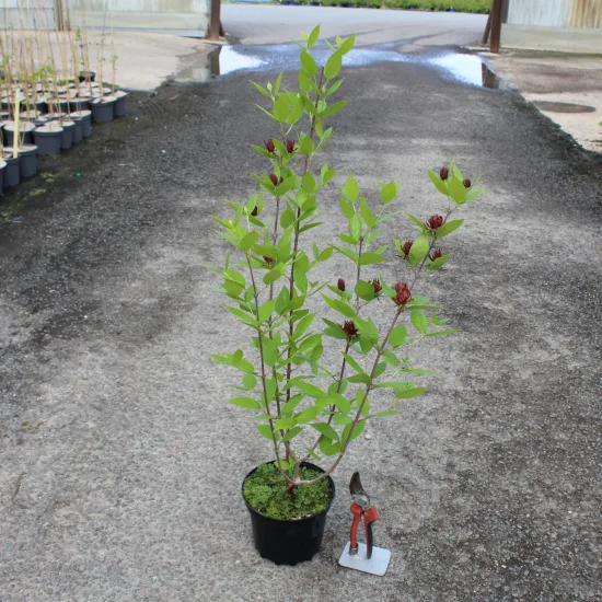 Calycanthus floridus