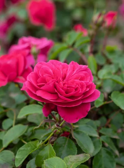 Rosier 'Emera rose fuchsia '
