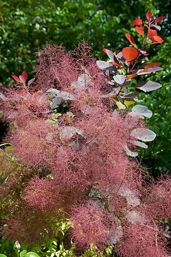 Arbre à perruque 'Grace'