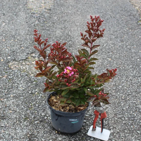 Lilas des indes 'Enduring pink'