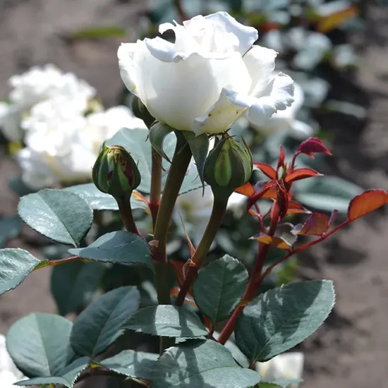 Rosier 'Lovely white voluptia'