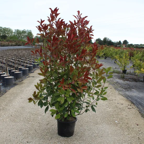 Photinia 'Red robin'