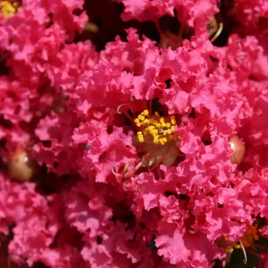 Lilas des indes 'Grand cru'