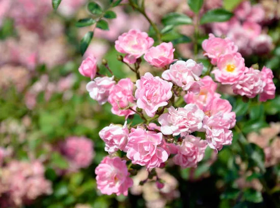Rosier de banks 'Rosea'