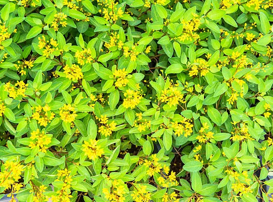 Millepertuis 'Magical sunshine'