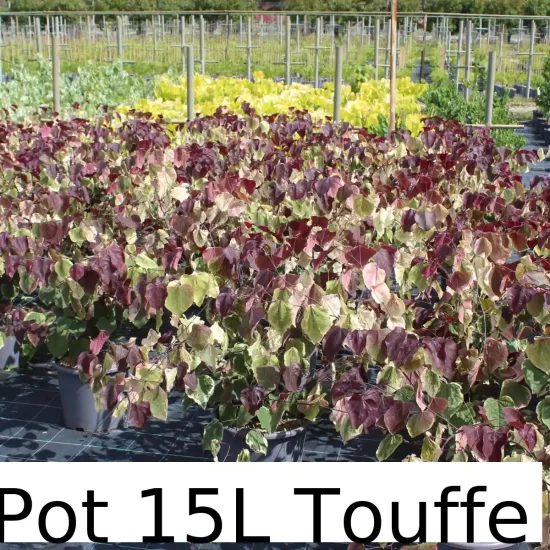 Gainier du Canada 'Carolina Sweetheart'