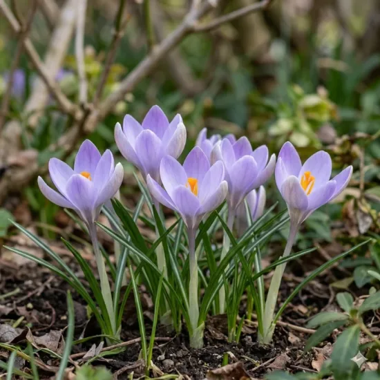 Crocus à grandes fleurs 'Vanguard'
