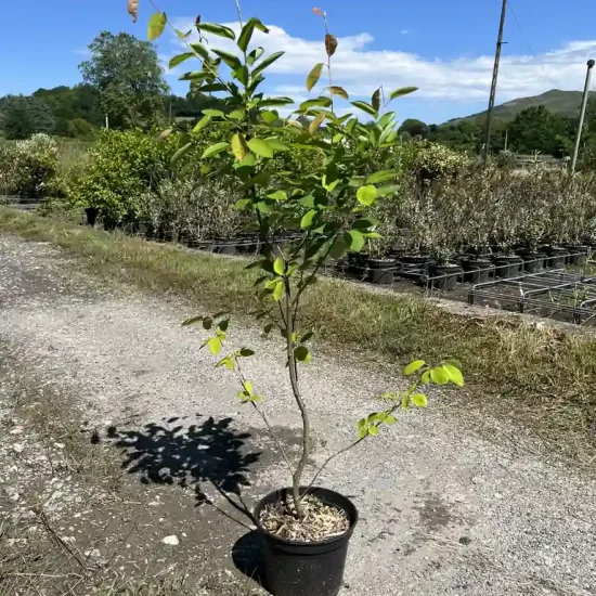 Amelanchier a feuilles d'aulne 'Prince william'