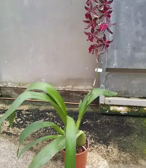 orchidée 'Masai red'