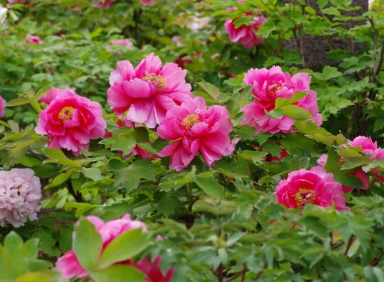 Pivoine 'Karl rosenfield rose framboise'