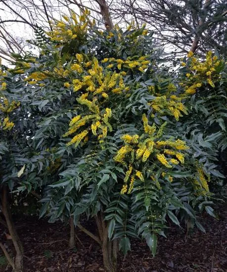 Mahonia 'Winter sun'