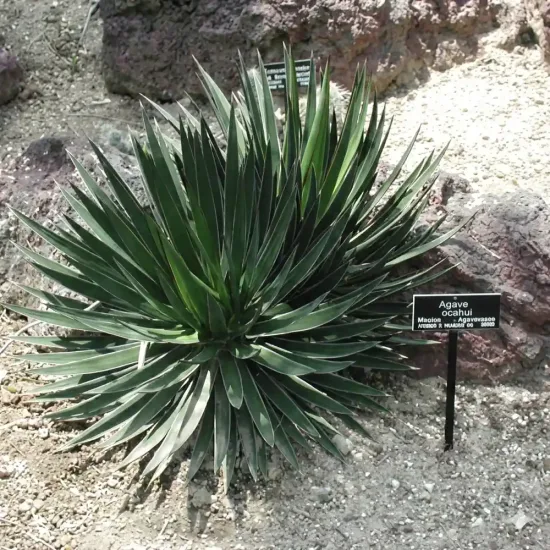 Agave ocahui