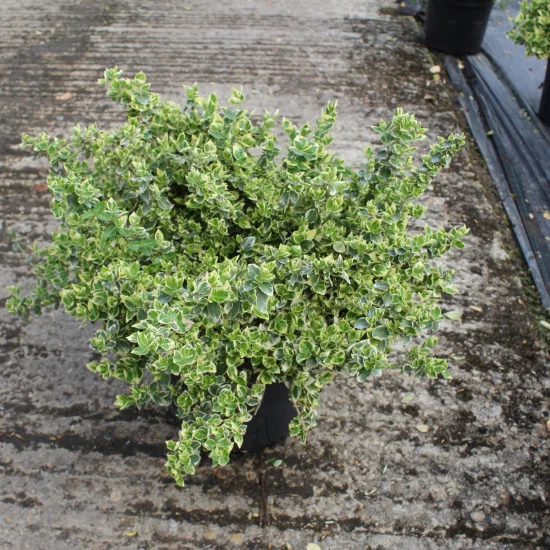Fusain de fortune 'Emerald gaiety'