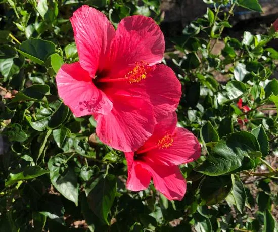 Hibiscus des marais 'Planet griotte'