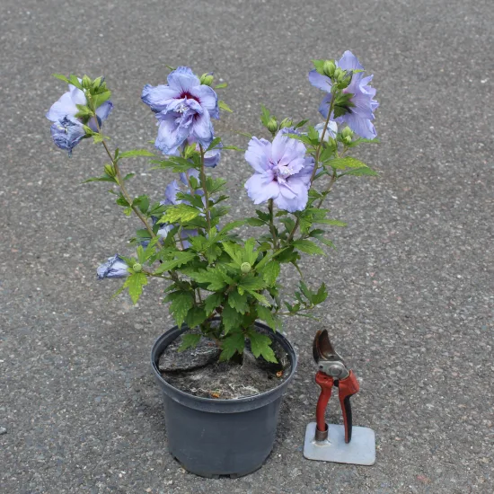 Althéa 'Blue chiffon'