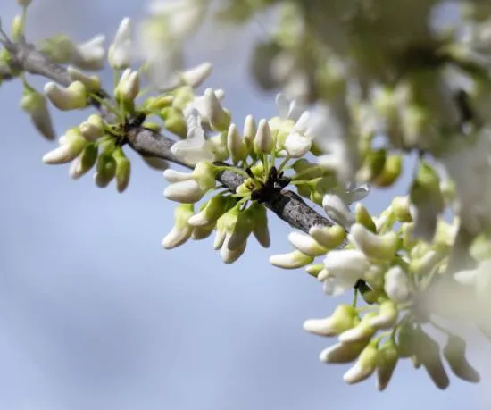 Gainier du canada 'Royal white'