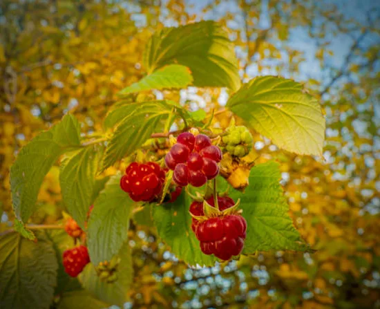Framboisier 'Autumn'