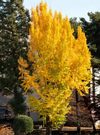 Arbre aux quarante écus 'Fastigiata blagon'