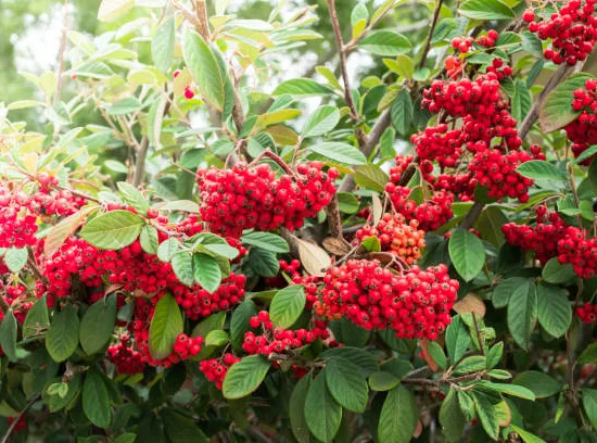 Cotonéaster laiteux
