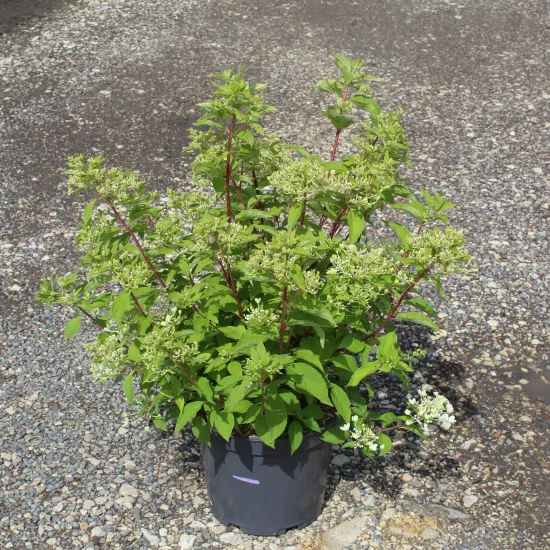 Hortensia paniculé 'Phantom'