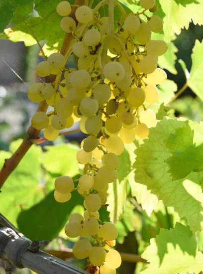 Vigne 'Amandin'
