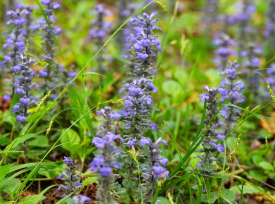 Bugle rampante