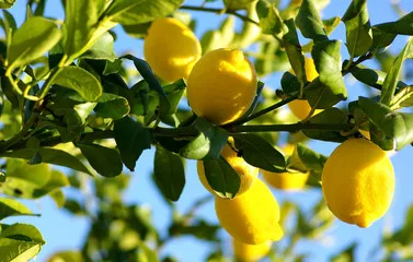 Citronnier 4 saisons