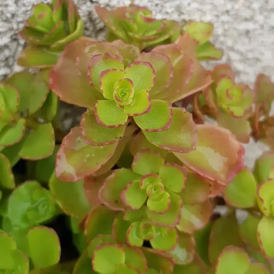 Orpin/sedum bâtard