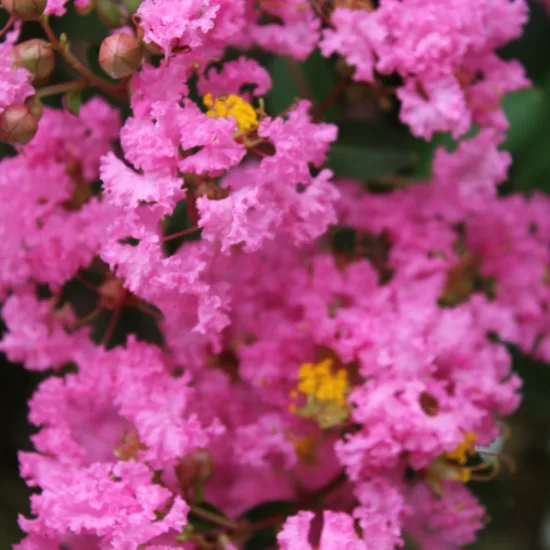 Lilas des indes 'Jacqueline desmartis'