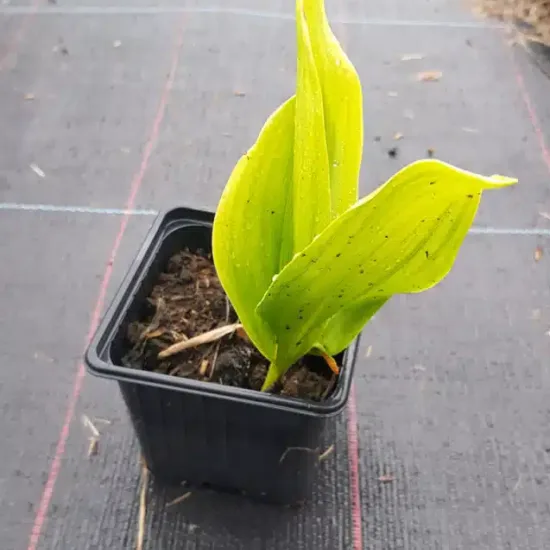 Muguet de mai ' '