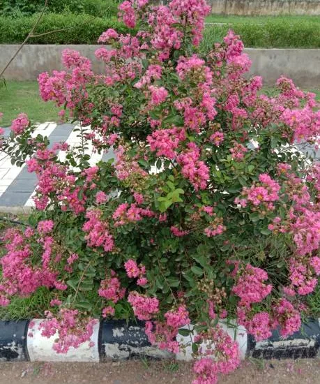 Lilas des indes 'Petite pink'