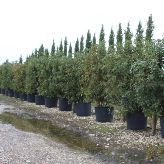 Photinia 'Red robin'