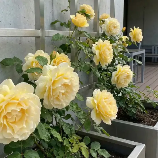 Rosier 'Cyrano de bergerac '