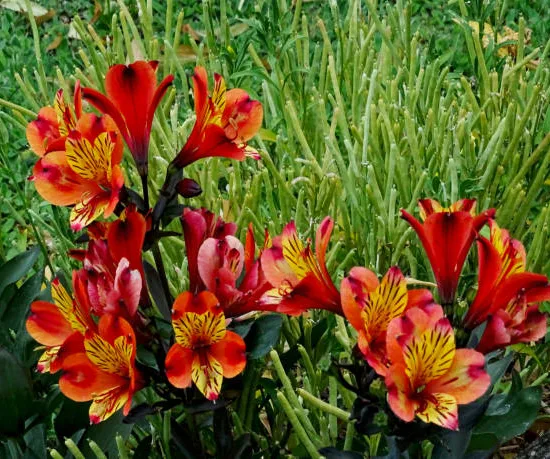 Alstroemeria 'Summer heat'