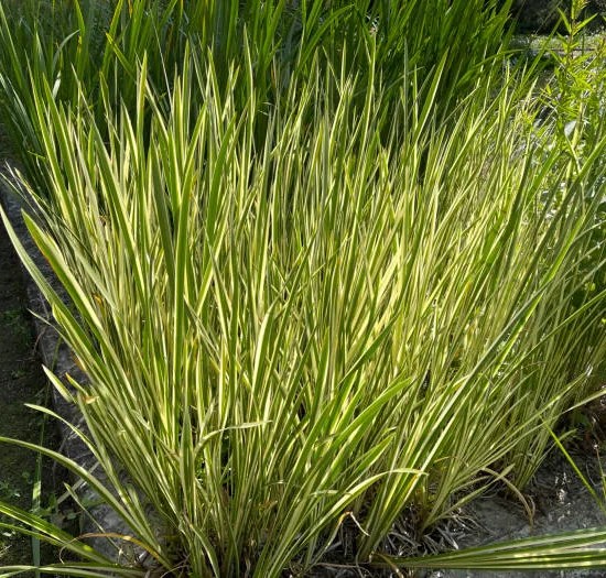 Acore odorant 'Variegatus'
