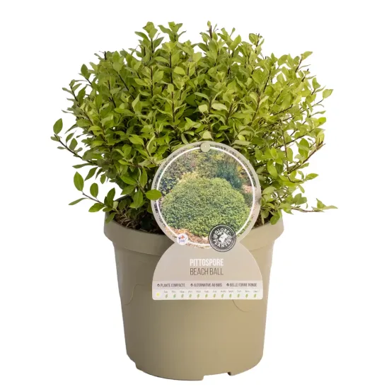 Pittospore 'Beach ball'