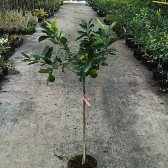 Oranger 'Valencia delta'