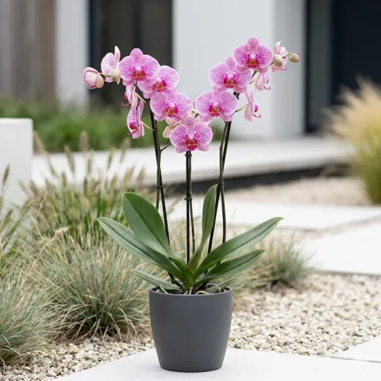 orchidée fleurit   ' '