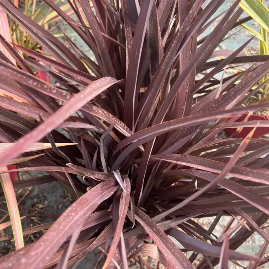Lin de nouvelle-zélande 'Amazing red'