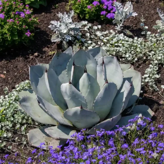 Agave de parry ' truncata selection'
