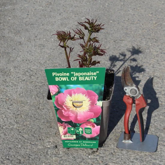 Pivoine 'Bowl of beauty rose'