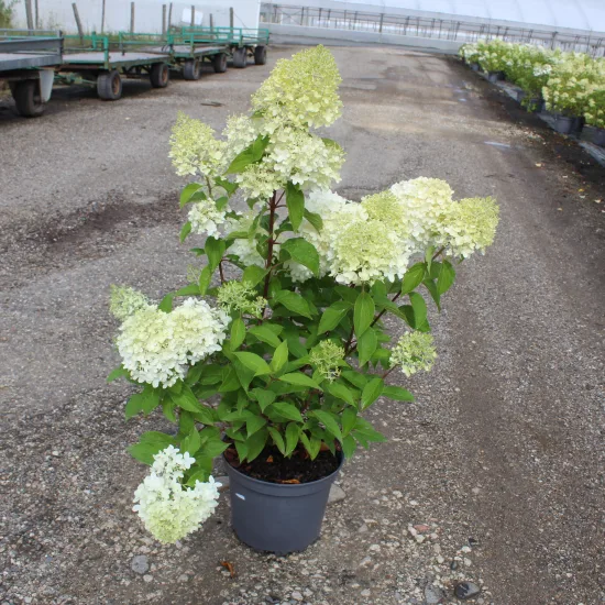 Hortensia paniculé 'Framboisine'
