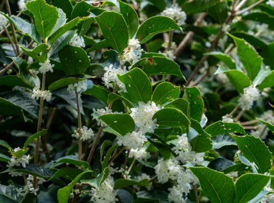 Osmanthe 'Heaven scent'