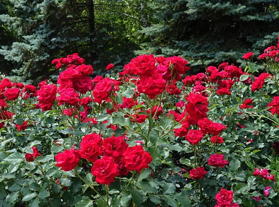 Rosier 'Chorus '