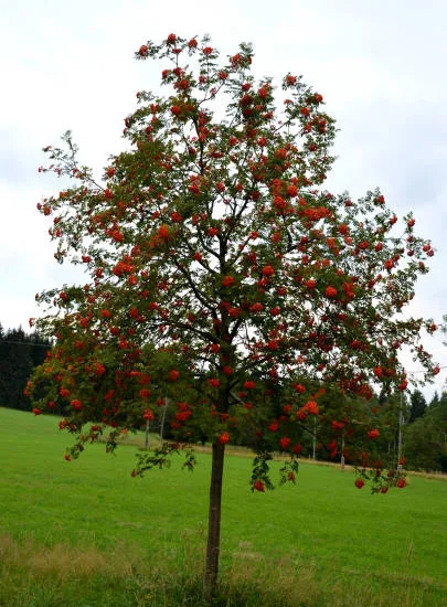 Sorbier des oiseleurs 'Red bird'