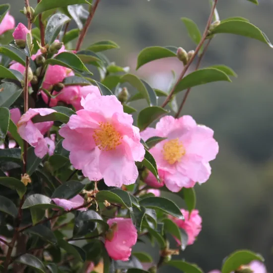 Camélia d'automne 'Plantation pink'