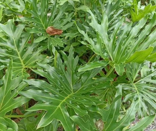 philodendron arbre