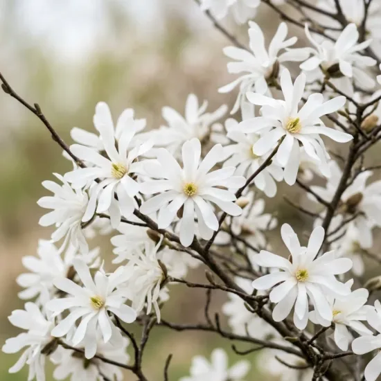 Magnolia de kobé