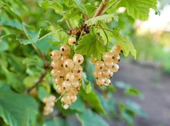 Groseillier à grappes 'Versaillaise blanche'